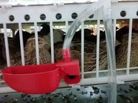 Cage d'élevage de cailles en plastique professionnelle à 6 couches avec collecte d'oeufs/cages à cailles HJ-QC400B