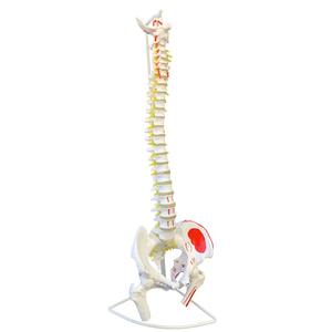 <span class=keywords><strong>Fisioterapia</strong></span> Life Tamaño natural Esqueleto Modelo Columna vertebral con <span class=keywords><strong>pelvis</strong></span> y cabeza femoral para la ciencia médica - Product Image 5
