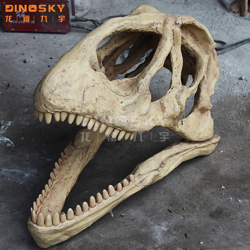 Le crâne de Triceratops(550*350*400)