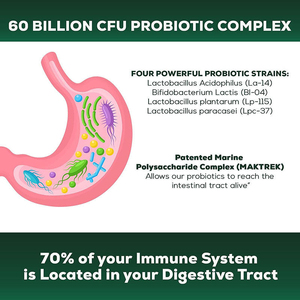 OEM Digestive and <b>Metabolic</b> Support 60 Billion Probiotic with Prebiotics Capsules 60 Count Vegan Digestive Dietary Supplement - Product Image 3