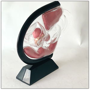 Útero transparente modelo pélvico femenino cavidad abdominal <span class=keywords><strong>vejiga</strong></span> ovario recto y coxis modelo <span class=keywords><strong>de</strong></span> anatomía - Product Image 2