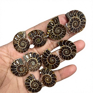 Amonites Fósiles Naturales de Alta Calidad al por Mayor, Lote de Minerales en Rodajas Pequeñas, Amonites Fósiles en Venta, Cabujones para Joyería - Product Image 1