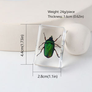 本物の昆虫ブックエンド 正方形樹脂製 教育用動物標本 化石工芸品 科学教育展示品 - Product Image 3