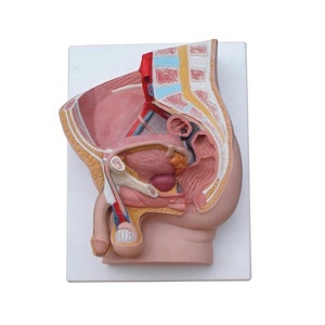 Modelo de perfil de entrepierna del cuerpo humano, modelo anatómico humano, modelo médico - Product Image 1