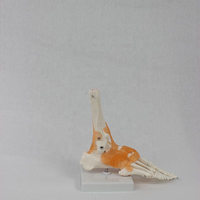 Modèle d'anatomie de l'articulation du genou grandeur nature avec ligaments, en PVC, pour la formation des infirmières et l'enseignement de démonstration
