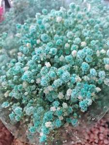 Вечные сохраненные детские цветы, Роскошные Цветные сухоцветы, цветы Гипсофилы - Product Image 6