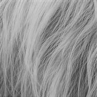 Tableau mural en toile Vache des Highlands, portrait de bétail noir et blanc pour salon, chambre, ferme, bureau, café et intérieurs rustiques