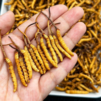 Extrait Herbal Liquide-Solide de Cordyceps Sinensis Sauvage de Haute Qualité – Extraction Alimentaire de Polyphénols Solides Entiers, Vitamine C et Protéines
