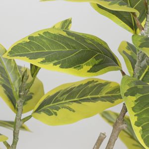 Árbol Artificial de Banyan con Borde Amarillo Dream Castle, Planta Decorativa para Interiores, Jardín y Paisajismo - Product Image 4