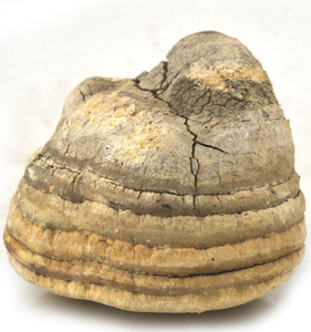 <span class=keywords><strong>Hongos</strong></span> Laricifomes Officinalis Cultivados en China, Comestibles, Enteros, Crudos, Secos y Limpios, Marca Chengyitang, Venta al Por Mayor - Product Image 3