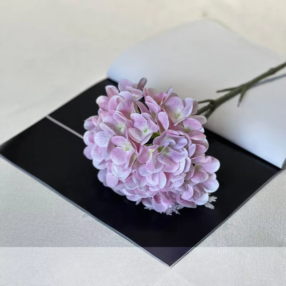 [1] ไฮเดรนเยียสีชมพูอ่อนแบบกระจาย2