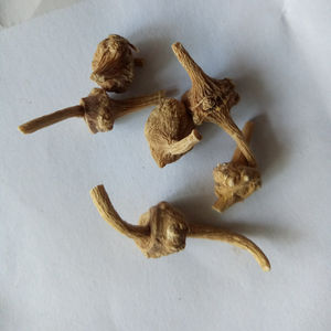 Zhu zi shen naturel séché Panax japicus <span class=keywords><strong>var</strong></span>. Racine de rhozome majeure pour herbe - Product Image 2