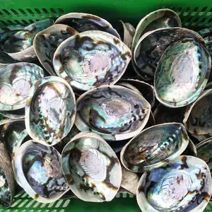 Натуральный стиль, Новая Зеландия, Paua Abalone shell, цена, используется для мыла, шкатулки для ювелирных изделий
