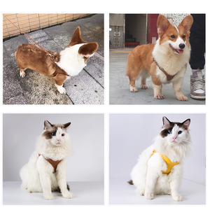 Arnés de Cuero de Lujo para Caminar Perros Pequeños, Accesorios para Mascotas al Aire Libre - Product Image 5