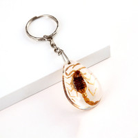 Porte-clés en ambre avec spécimen d'insecte véritable, scorpion, araignée cornée, scarabée, en résine, cadeau souvenir