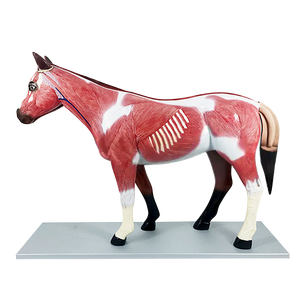 Modèle anatomique de cheval Modèle anatomique animal Modèle médical d'anatomie de cheval en plastique - Product Image 4