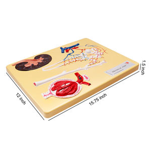 Modelo biológico Modelo de riñón humano Unidad renal y modelo de corpúsculo renal - Product Image 6