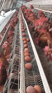 Giá tốt nhất 3 tầng 96 chim nuôi gà Lồng trứng lớp lồng với tự động poop thiết bị loại bỏ
