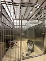 Hôpital vétérinaire, chenil de luxe simple en acier inoxydable massif, chenil modulaire pour animaux de compagnie, chenil pour grands chiens, personnalisation 3D, multifonctionnel