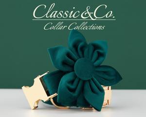 Collar y Correa Personalizados para Perro Teal Veet con Lazo de Flores y Placa de Identificación Grabada en Oro - Regalo Unisex para Cachorros de Boda - Product Image 3