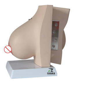 Modèle d'enseignement avancé en PVC grandeur nature pour l'anatomie mammaire et la lactation, destiné aux écoles et aux hôpitaux - Product Image 5