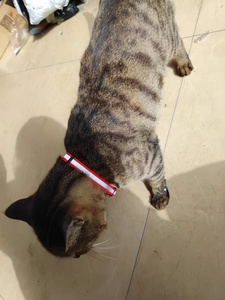 USMILEPET venta al por mayor <span class=keywords><strong>Popular</strong></span> reflectante mascota perro <span class=keywords><strong>Collar</strong></span> campana Nylon perro collares para recién nacidos mascotas gatos - Product Image 6