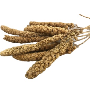 Gu Sui Bulk Nieuwe Oogst Gierst Geel Vogel Voedsel Geel Millets Icker Voor Vogels - Product Image 1