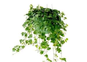 Extracto de polvo de <span class=keywords><strong>hiedra</strong></span> para la <span class=keywords><strong>tos</strong></span> extracto de hoja de <span class=keywords><strong>hiedra</strong></span> pura a granel fábrica Halal - Product Image 2