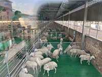 Thiết Bị Chăn Nuôi Lợn Dê Có Thể Tùy Chỉnh Mẫu Miễn Phí Thiết Bị Chăn Nuôi Lợn Bằng Nhựa Cho Trang Trại Dê Ở Pakistan