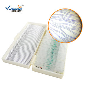Rebanadas de hongos, portapreparados microscópicos para la observación de hongos en biología de secundaria, especímenes de hongos, material didáctico. - Product Image 1