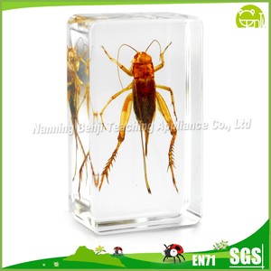 Resina trasparente colorato scarabeo scuola educazione esemplare di insetto tassidermia vera resina animale esemplare biologico in resina - Product Image 4