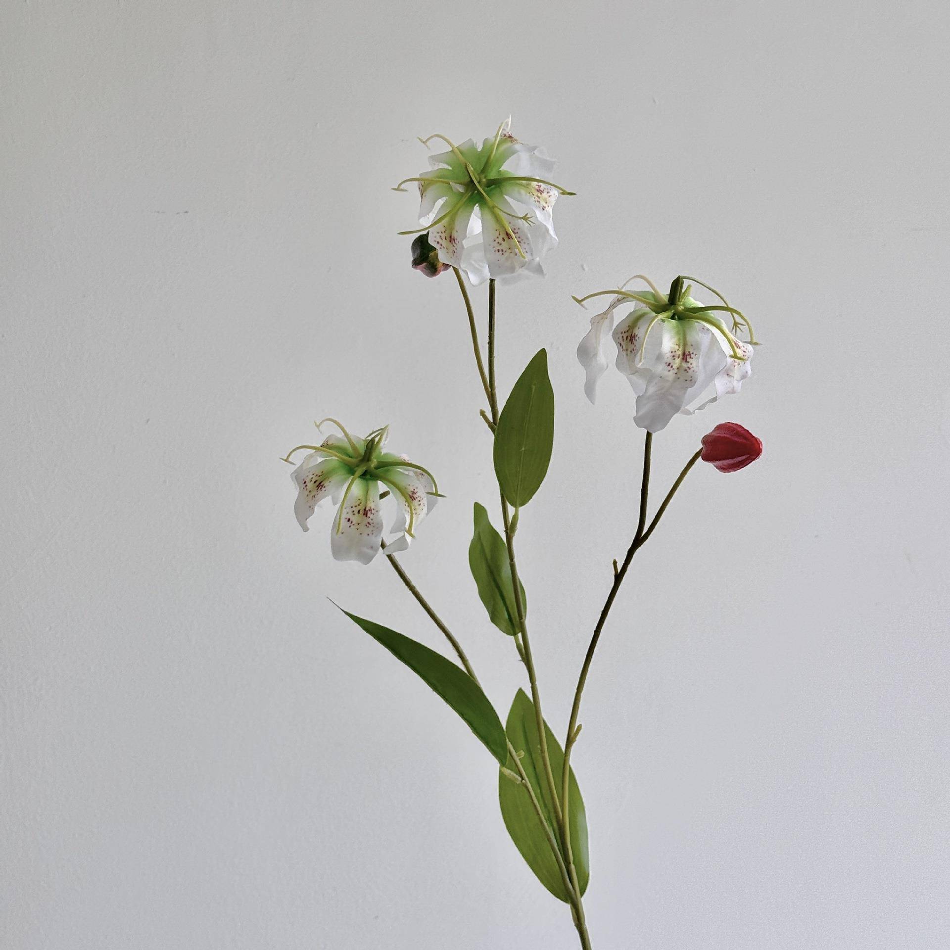 Garland lily white