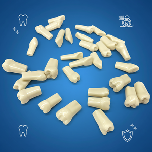 Modelo de Dientes de Repuesto para Anatomía Humana AG3 Frasaco Typodont, Modelo de Dientes Práctico, Dientes Dentales Falsos - Product Image 3