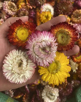 Vente en gros de fleurs de Bracteantha Bracteata séchées de haute qualité, fleurs de paille entières saines, thé de chrysanthème coloré arc-en-ciel