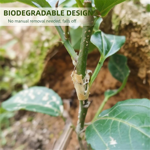 Meyve Ağaçları için Silikon Kauçuk Aşılama Borusu, Bitki, Çiçek ve Meyve Ağacı Aşılama için Özel Boru, Aşılama için Özel - Product Image 6