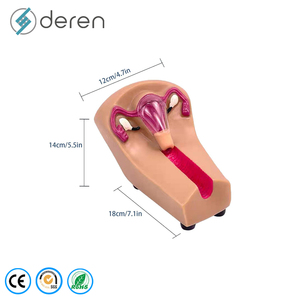 Modelo de Enseñanza de Dispositivo Anticonceptivo Intrauterino Femenino, Órganos Removibles de PVC, Marca DRFY, Herramienta de Aprendizaje y Exhibición - Product Image 2