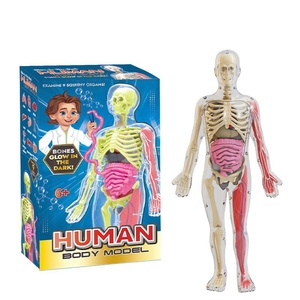 Modèle d'anatomie humaine Maxcare MAC-CH01, <span class=keywords><strong>squelette</strong></span>, structure des organes, assemblage, aide pédagogique médicale, éducation des enfants - Product Image 1