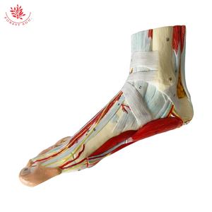 Modelo <span class=keywords><strong>de</strong></span> Anatomía Hierárquica <span class=keywords><strong>de</strong></span> los Músculos del Pie, Modelo <span class=keywords><strong>de</strong></span> Músculo Plantar - Product Image 6