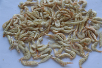 Friandises pour poissons lyophilisées riches en protéines, écologiques et à prix compétitif, pour petites races, bienfaits pour la santé de la peau et du pelage, 3-5 cm, 3