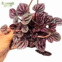 GNX T22 Peperomia Ruby Tanaman Sukulen Batang Hidup dalam Pot, Tanaman Hias untuk Distributor Tanaman