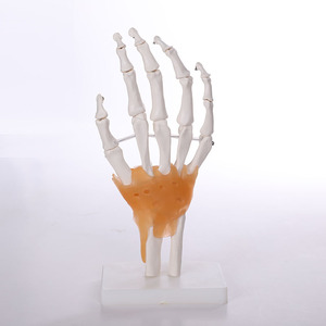calidad de miembro <span class=keywords><strong>inferior</strong></span> de Material de Pvc de Real diseñado anatomía médica Pelvis esqueleto modelos - Product Image 2
