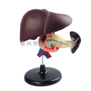 Modèle du foie, du dodécanome et du pancréas : modèle d'organes digestifs humains, instrument pédagogique de biologie pour les collèges - Product Image 2