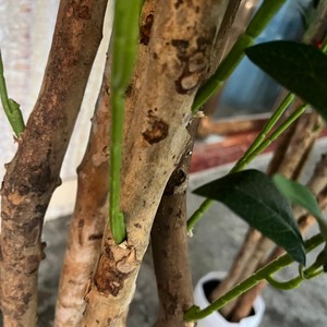 Albero di Ulivo Artificiale Verde da 150cm con Tronco in Legno Naturale per Decorazione Casa, Ufficio e Hotel - Product Image 3