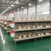 Cage à poulets à 3 niveaux, galvanisée à chaud, équipement avicole directement de l'usine, avec aménagement de ferme personnalisé