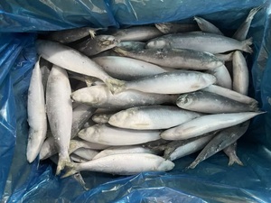 Sardines entières rondes surgelées <span class=keywords><strong>en</strong></span> mer, <span class=keywords><strong>meilleur</strong></span> prix, sardines de pêche légère pour le marché, sardines IQF surgelées 80-100 pièces - Product Image 2