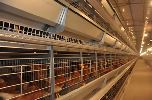Utilisation à long terme Cage à volaille de type H Cages économiques pour animaux pour la ponte et la ponte des œufs Poulailler utilisé - Product Image 2