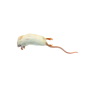 Alimento Deshidratado para Ratas, Cumple con los Estándares de Exportación, para Zoológicos y Santuarios de Vida Silvestre - Product Image 1