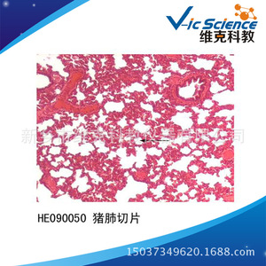 Pig lung sections, histology and embryology, respiratory system, animal and plant specimens, <b>microscope</b> slides. - Product Image 5