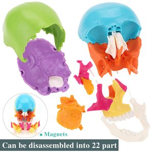 اللون 22 أجزاء حجم الحياة انفجرت نموذج الجمجمة التشريحية لطلاب الطب التشريح البشري التدريس والدراسة الطبيعية الكبيرة - Product Image 3