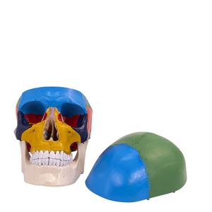 Modèle de tête humaine grandeur nature en PVC pour l'enseignement, modèle anatomique du crâne, modèle médical coloré du crâne - Product Image 1